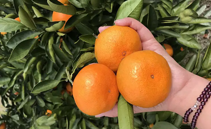 邵陽諸多農(nóng)特產(chǎn)的發(fā)源地 關(guān)于家鄉(xiāng)的雪峰山你了解多少？
